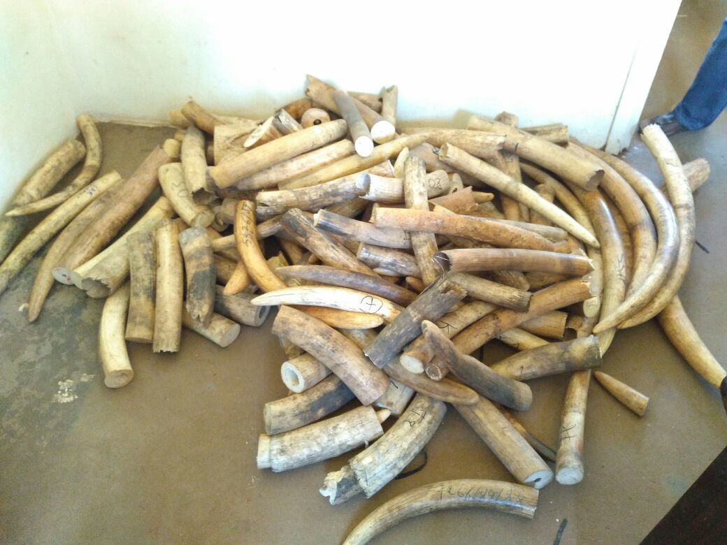 The ivory recovered by police. 