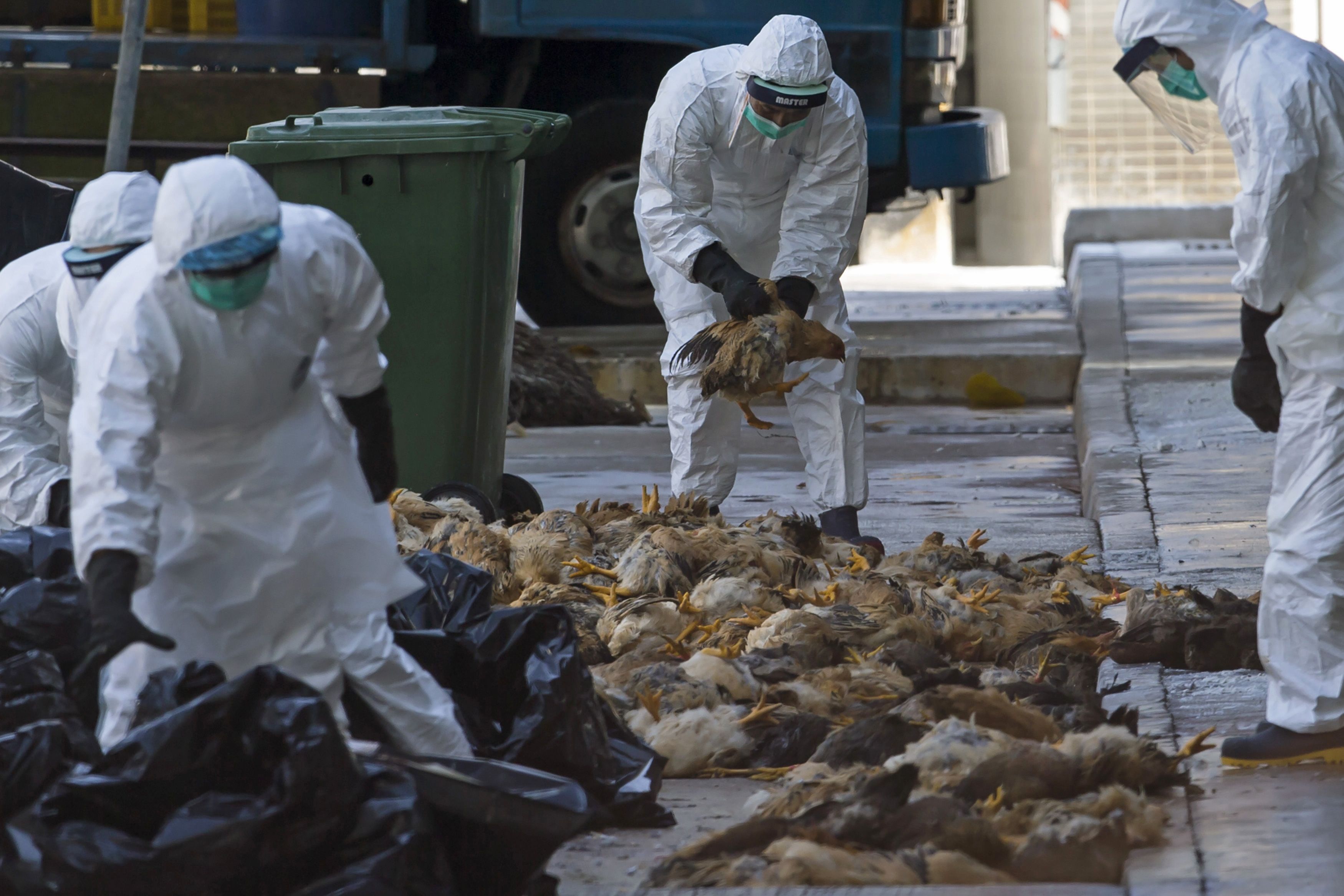 Government Confirms Bird Flu Outbreak Matooke Republic