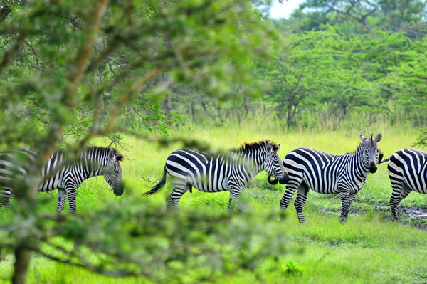 Zebras in Lake Mburo. 