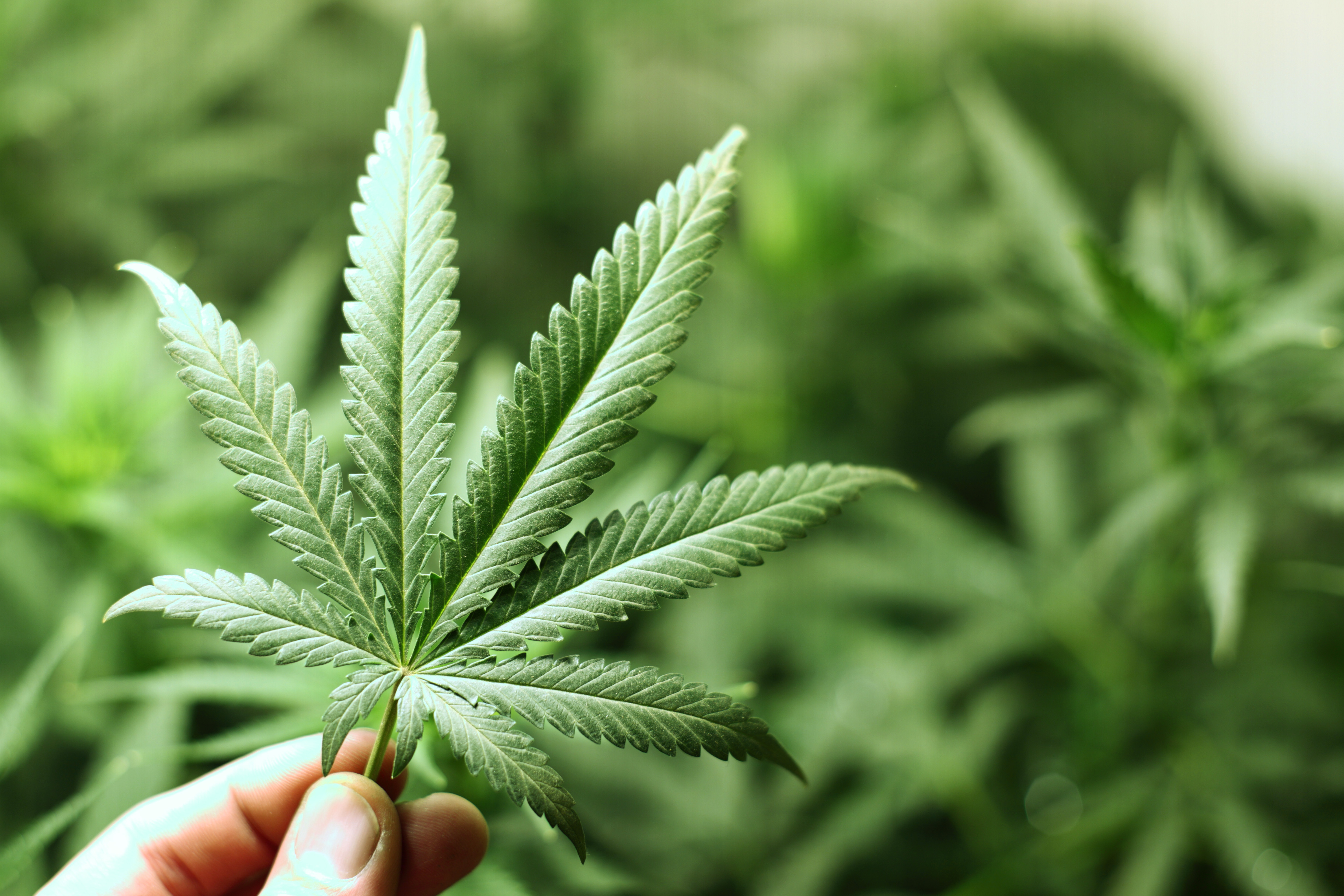 Jamaicans can now have up to five marijuana plants on their premises.