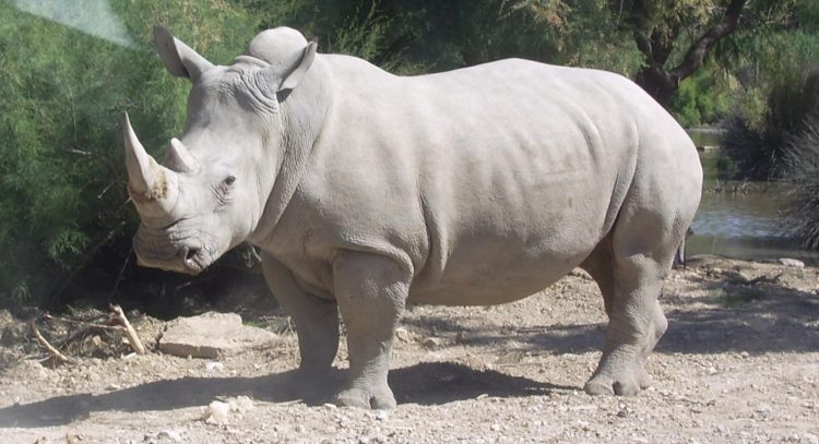 The whito rhino is an endangered specie.