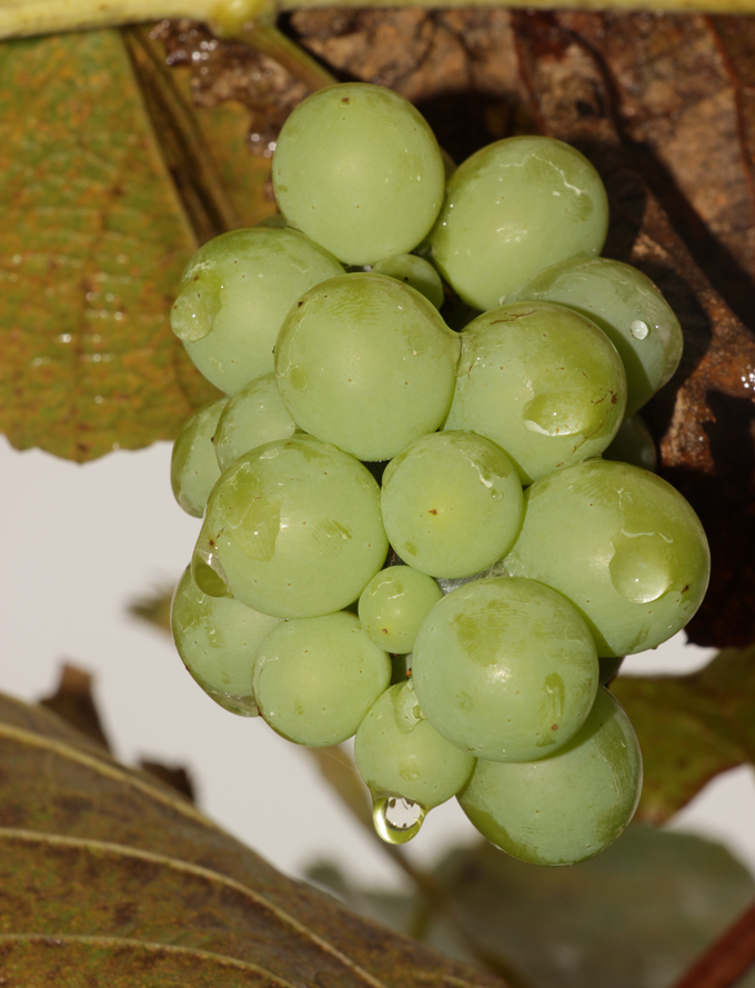 grapes uganda2