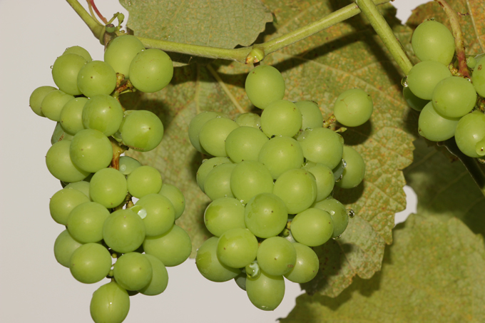 grapes uganda3