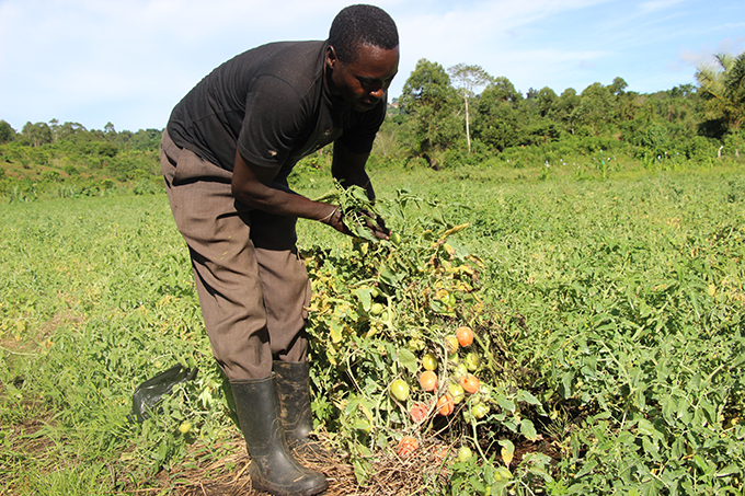 Farming: With an investment of Shs2.4m, Bunjako made Shs5m from ...