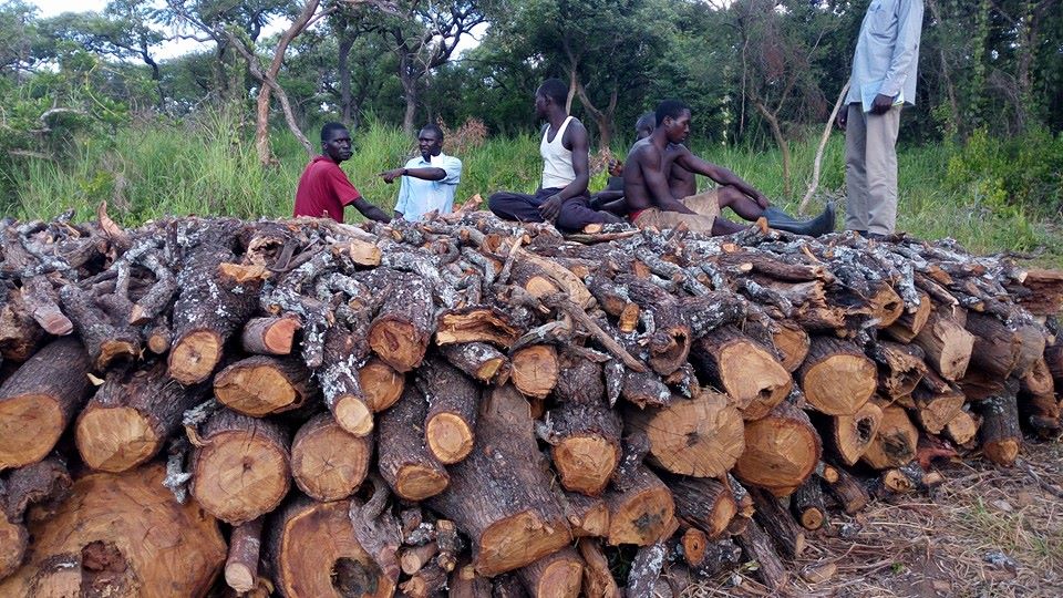 The charcoal burners are depleting Gulu's forest cover and Ojara decided to use the cane to bring them to order. 