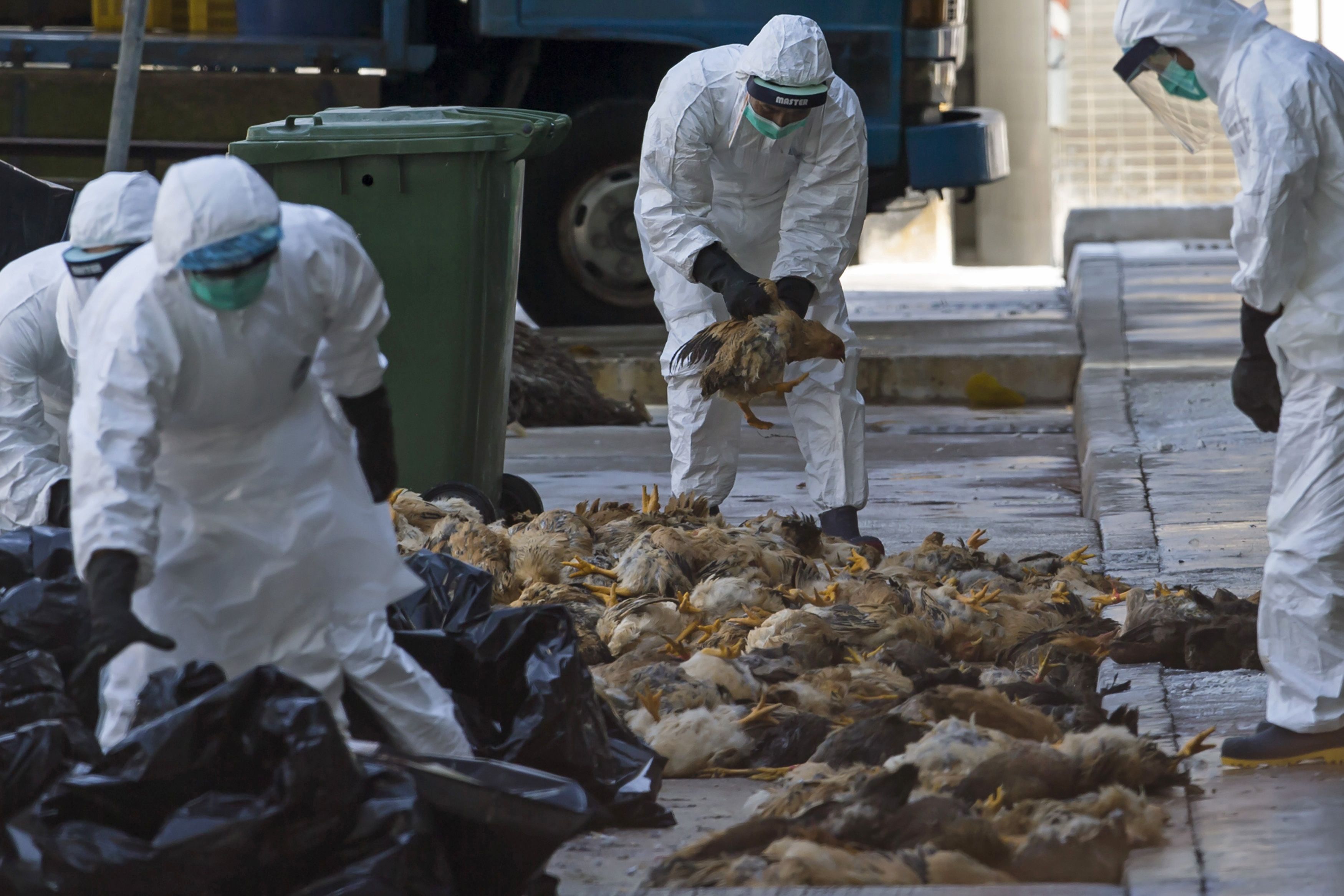 Health workers pack dead chickens into trash bins at a wholesale poultry market in Hong Kong December 31, 2014. Hong Kong began culling 15,000 chickens on Wednesday and suspended imports of live poultry from mainland China for 21 days after the H7 bird flu strain was discovered in a batch of live chickens that came from the southern province of Guangdong. REUTERS/Tyrone Siu (CHINA - Tags: HEALTH AGRICULTURE ANIMALS FOOD POLITICS)