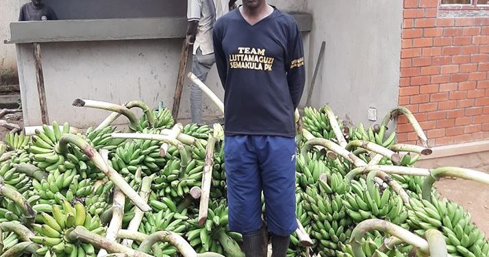 MP Paulson Luttamaguzi with bananas he donated.