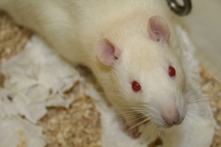 Still curious about Musenero’s rats? Meet the world’s most expensive rats Matooke Republic